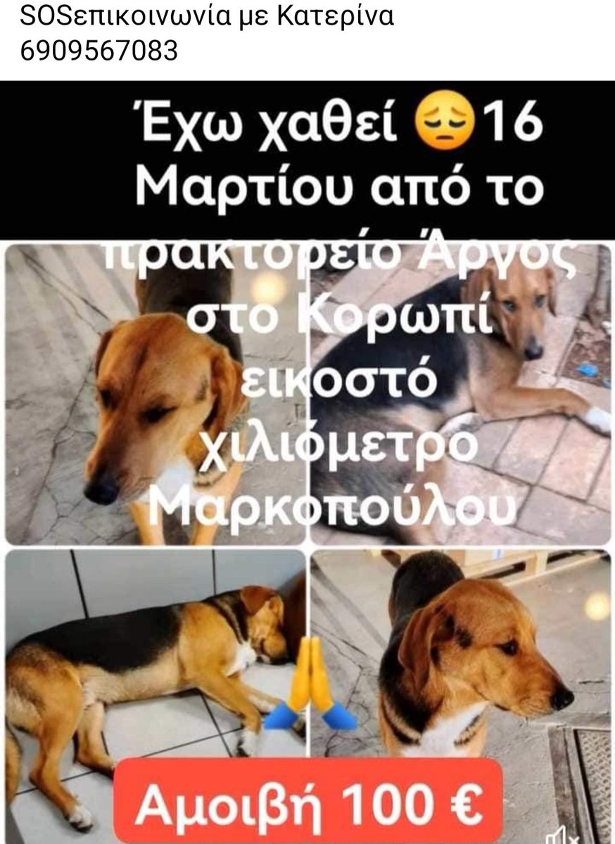 🆘️🆘️🆘️ Το σκυλάκι ακόμα δεν έχει βρεθεί Χάθηκε από το πρακτορείο Άργος στο Κορωπί Αν κάποιος γνωρίζει κάτι να καλέσει στο τηλ Rt 🙏 🙏 🙏