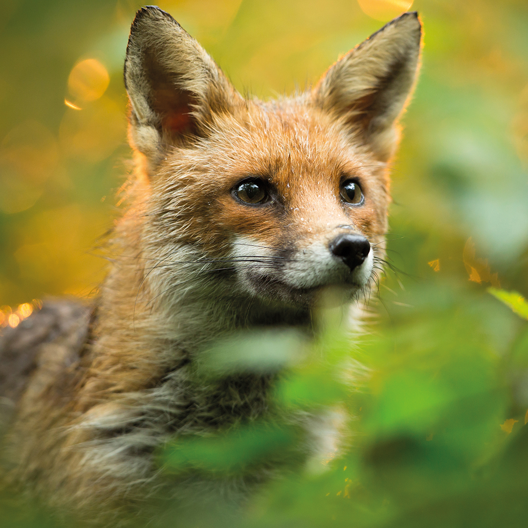 Comer Homes Group tweet media