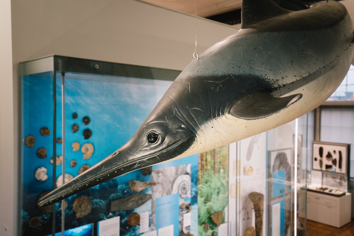 The eye from last week's #WhatsItWednesday post belonged to Isla the Ichthyosaur who lives above our Jurassic display! This model is life-size and was sculpted by palaeoartist Bob Nicholls.

#museum #geology #geologyrocks #palaeontology #palaeo #fossils #science