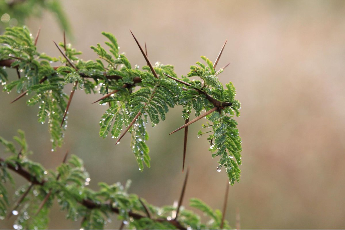 Why do Acacia Trees have thorns? Many Acacia species have thorny branches that also have an unpleasant taste to deter some animals from eating them. The thorns on some acacia trees provide shelter for ants which hollow out the thorns and lay eggs.