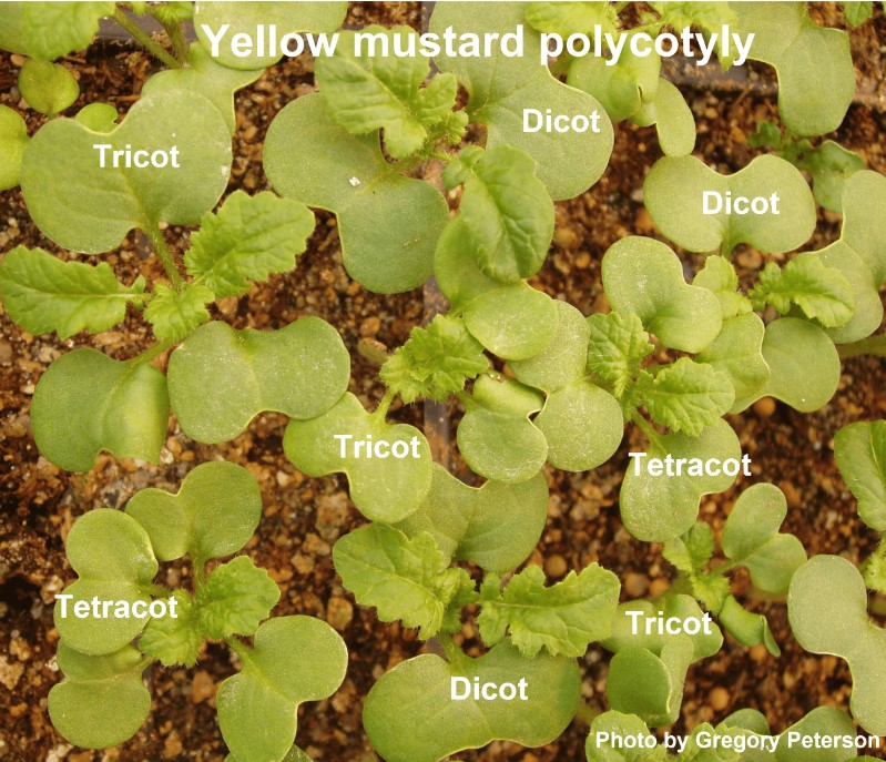 #plants_mdpi #newpublication 'Polycotyly: How Little Do We Know?' 👉 Read the full article: brnw.ch/21wITuS