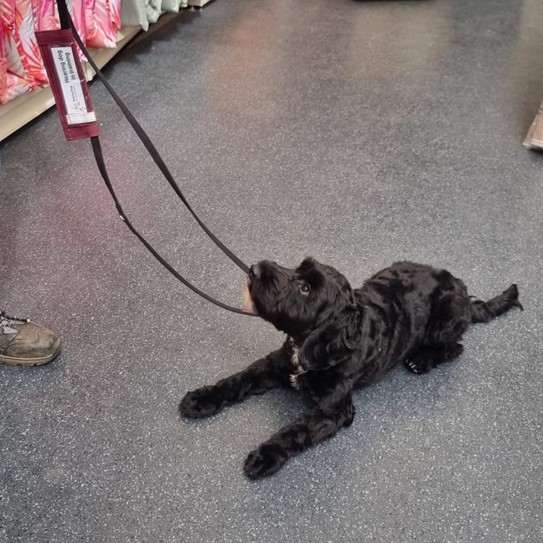 The fabulous Forrest visited the garden centre 🪴 She did a super job practising her cues, like 'down' and 'wait' as well as keeping her focus on her volunteer trainer. Garden centres are the perfect introdcution to public places for our pups during their training 🐕‍🦺🥰