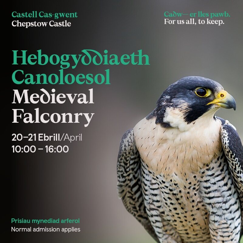 Get up close and personal with a variety of birds of prey this weekend at Chepstow Castle! 🦅 Find out about these fabulous birds and their role in medieval falconry. There will also be opportunities for supervised handling and photos. 🔗ow.ly/Hvzy50ReRMj