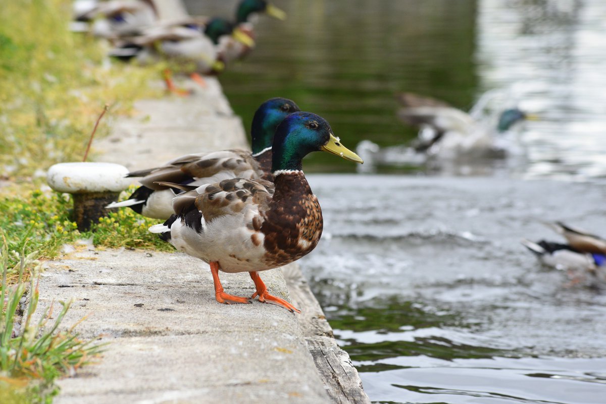 We've put together a list of six different foods that you can use as duck feed, instead of bread. 🦆 Did you know that feeding ducks bread is unhealthy? 🧐 Read on to find out six alternative foods to feed our ducks below👇 ow.ly/80c350Rc2Xh