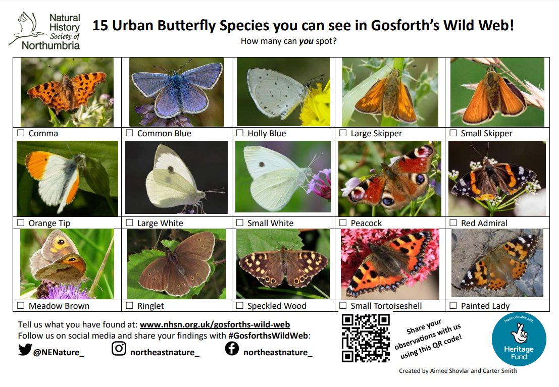 As more #butterflies appear in our gardens and green spaces, now seems like a great time to share this #GosforthsWildWeb guide to common North East butterflies 🦋 How many will you spot across the city? Let us know! Share a sighting -> ow.ly/XbgL50RfZHr