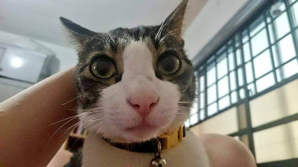 benbenthekitteh's tweet photo. Meow (old photo) https://t.co/MUP8oT1swF