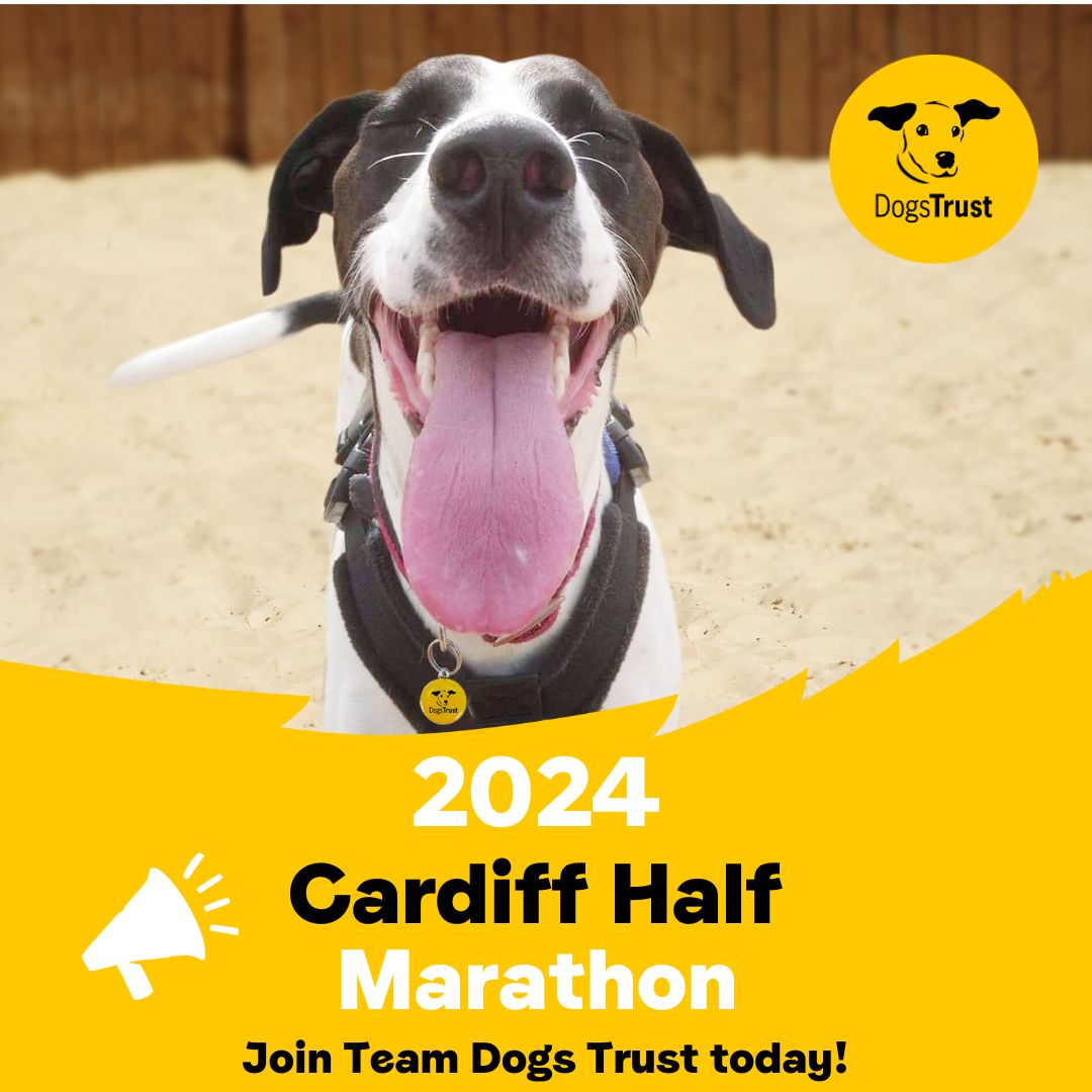 Don’t miss your chance to run the sold-out 2024 #CardiffHalf Marathon on 6 October! Sign up for a Dogs Trust charity place and raise funds to help dogs in need across the UK 🐶💛 Join Team Dogs Trust today 👉 bit.ly/4aOzUry