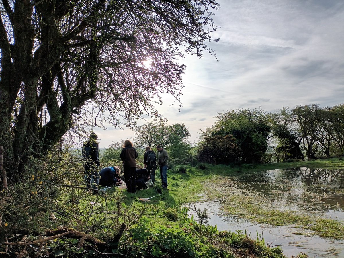 Dewpond survey season has begun on the #DiscoveringDewponds project in #Sussex. 

Volunteers have been learning #amphibian ID &amp; #survey skills, with the team &amp; <a href="/SussexARG/">Sussex ARG</a>

Spaces are still available on our free workshops in May, sign up here: ow.ly/hoLc50RgizU