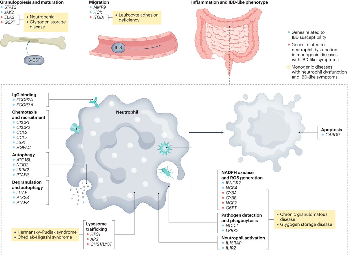 #Neutrophils have diverse effector functions that are altered in #IBD and monogenic diseases with IBD-like phenotype More in this REVIEW nature.com/articles/s4157…