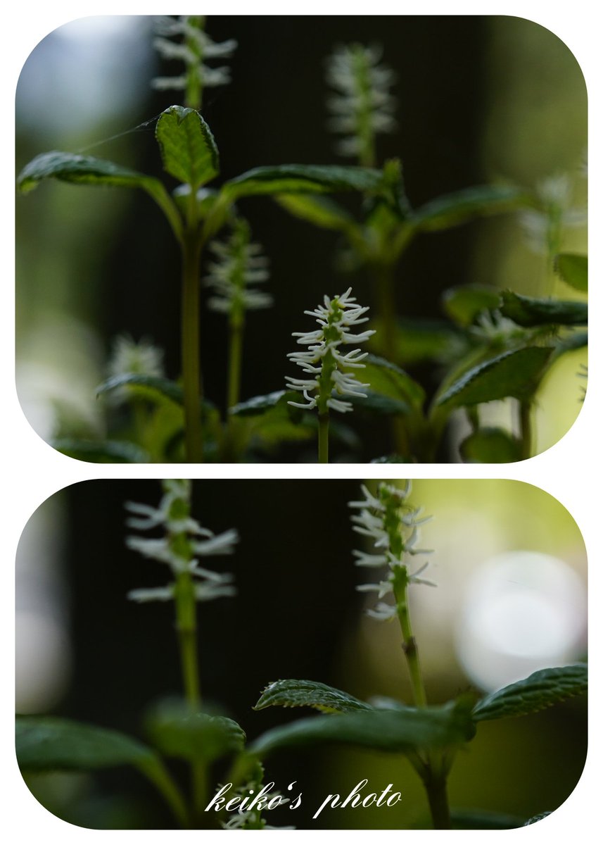 ヒトリシズカ - Search / X