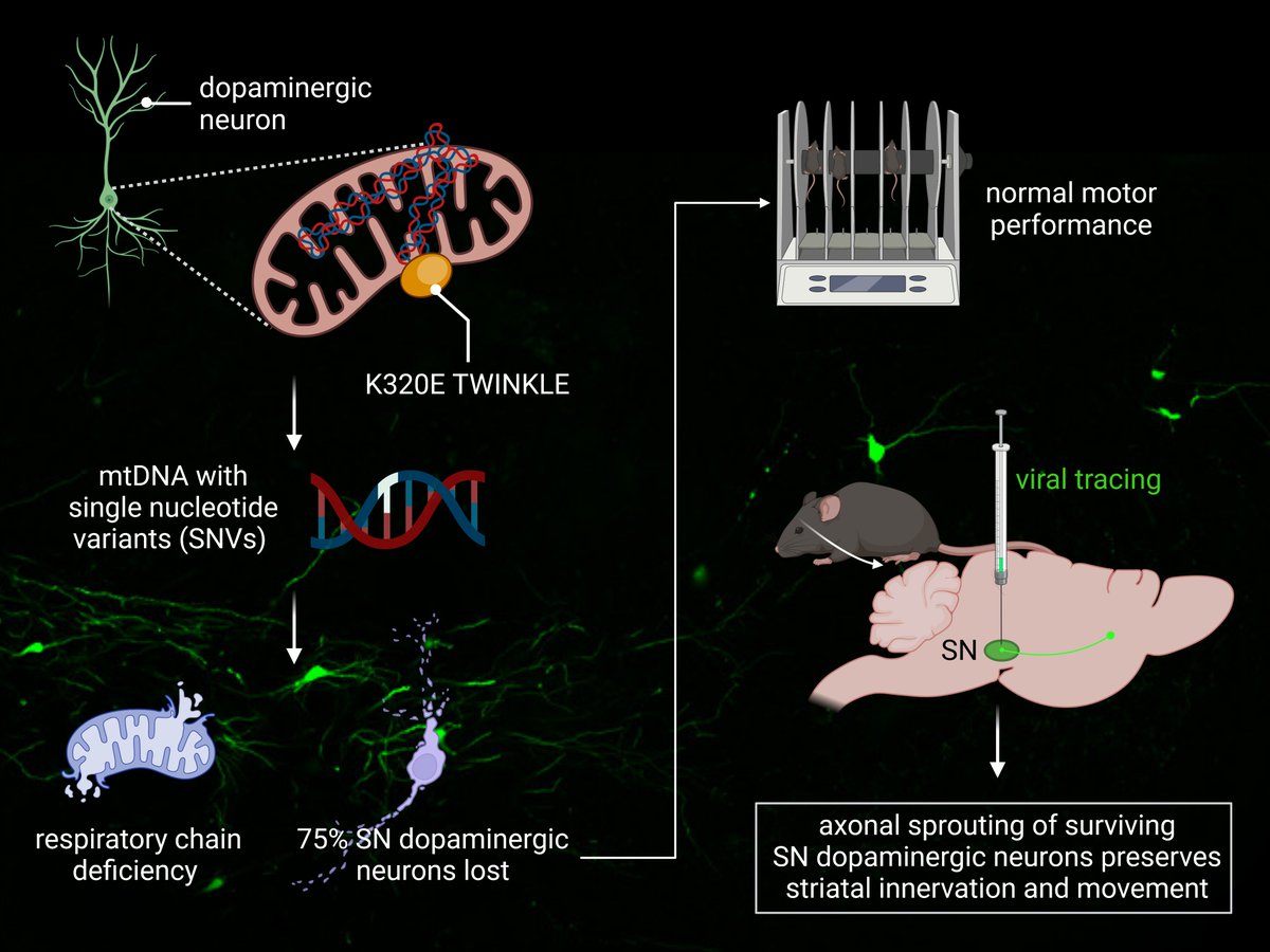 Paß et al. present a mouse model which mimics the lifelong accumulation of mtDNA mutations in nigral DAergic neurons. The mice show normal motor function in old age, due to a compensatory increase in synaptic terminals originating from surviving neurons. tinyurl.com/tb9wy4mt