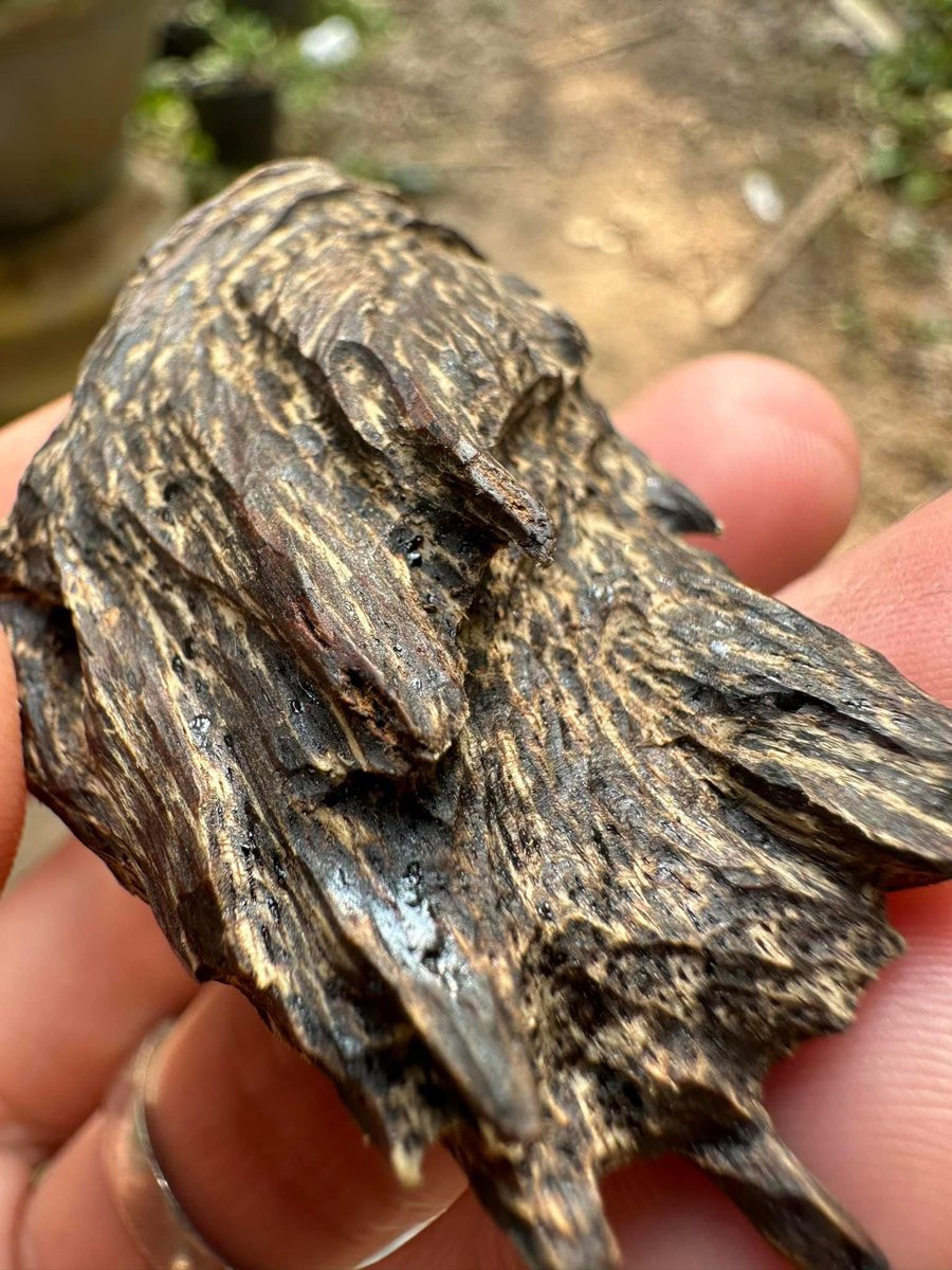 Vietnam agarwood natural🤝🤝🤝