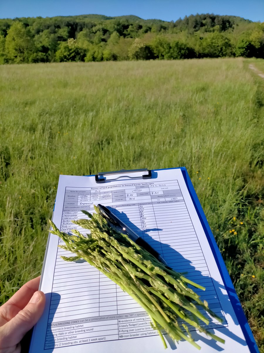 In spring, when point-counting birds in the #Karst's scrubland, it's very easy to get distracted by the shoots of Wild Asparagus (Asparagus acutifolius). At the end of the census there are just enough for lunch! #ornithology #asparagus #wildslovenia