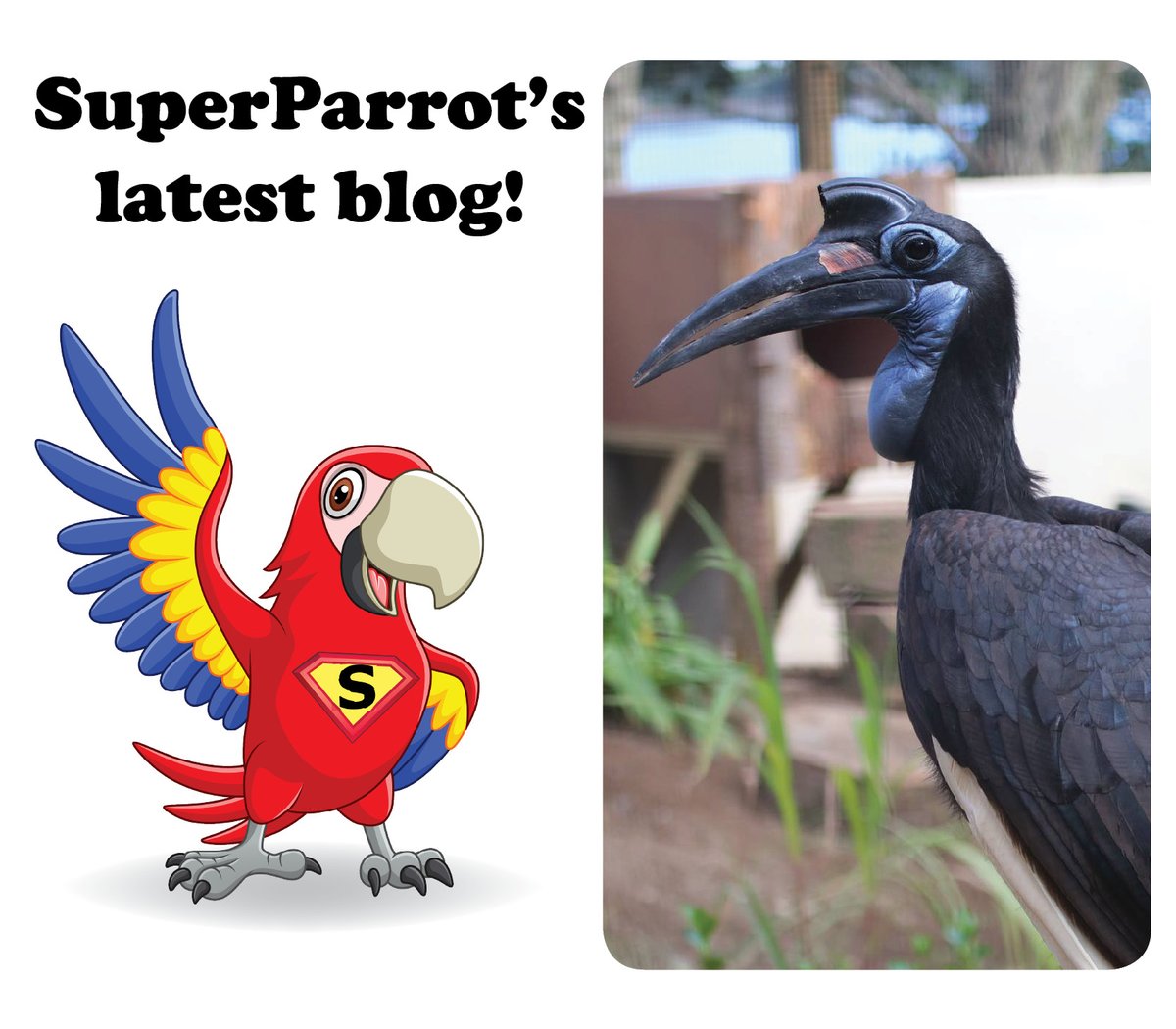 * SuperParrot's Blog * Hi everyone! In March I met a brilliant bird called Ange a Northern Ground Hornbill. She came to Paradise Park in 2003 and loved being part of one of the shows. Read more here> paradisepark.org.uk/education/supe…