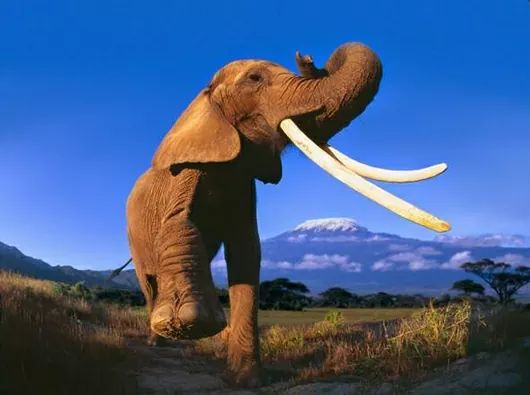 ♥️Every day is my 
🐘 #WorldElephantDay 
🐘 #2024YearOfTheElephant
🐘 #ElephantTwitter #ElephantX
🌍 #LetAfricaLive 🐘
#SaveTheElephantDay

📸 photographer unknown