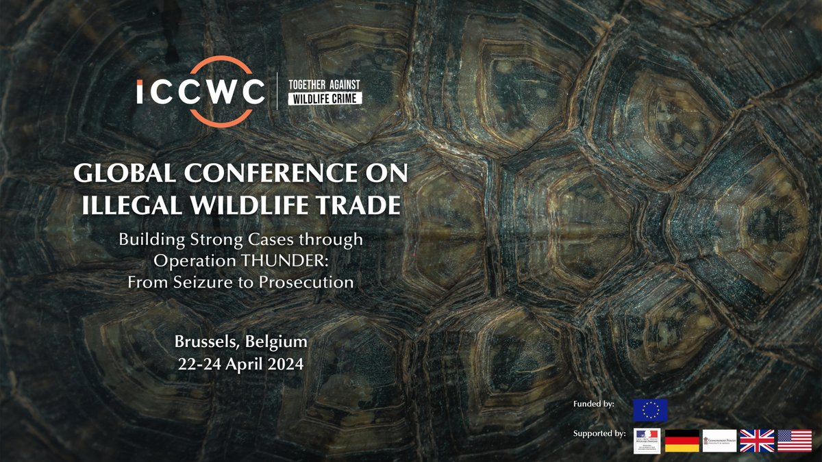 The #ICCWC Global Conference on Illegal Wildlife Trade begins next week🌍 We will bring together law enforcement authorities from across the criminal justice chain to strengthen capacities to combat wildlife crime. #FromSeizureToProsecution #TogetherAgainstWildlifeCrime