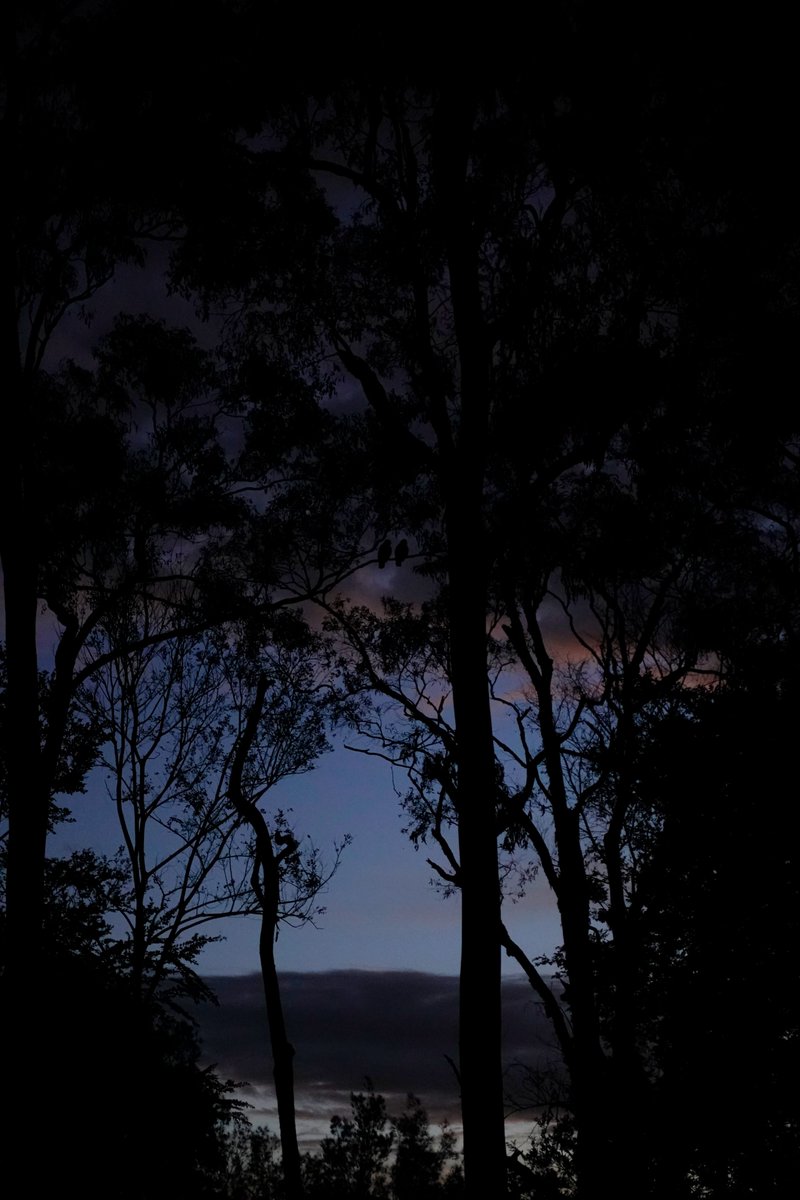 Powerful Owl pair watching the sunset together this evening. A few moments later they mated there. #wildoz