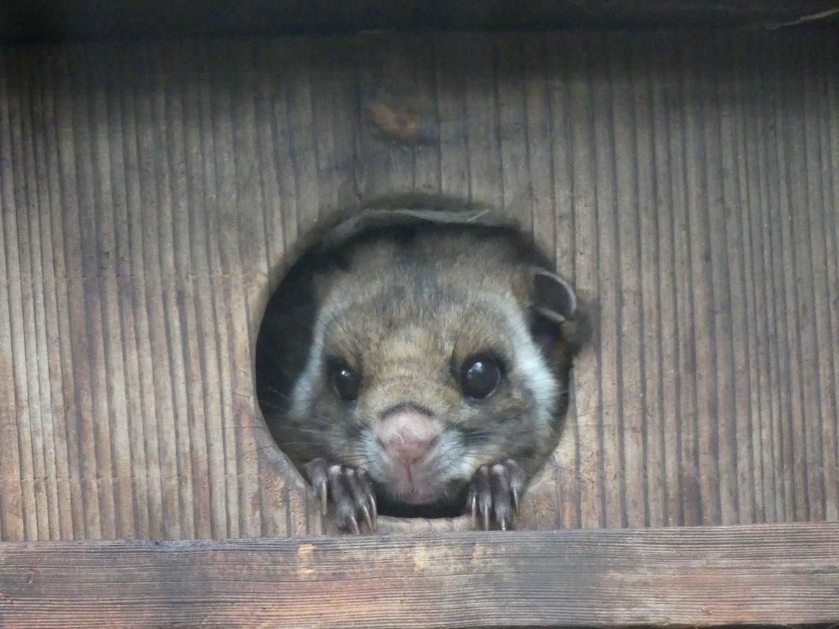 #あさいち文化園
おはようございます。

#ムササビ が巣箱から顔をひょこり。夜行性なので日中は巣箱の中で寝ていることが多いですが、めずらしく顔を出していました。

#朝の動物園 
#文化園の動物たち