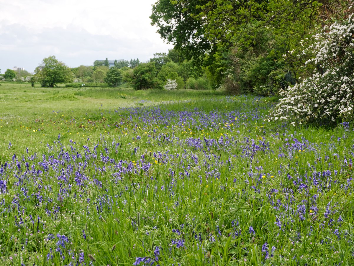 @WriterHannahBT This is just 15 minutes walk from me in Ealing at @WarrenFarmNR now, hopefully, saved from being buried under football pitches and promised by @EalingCouncil to be designated a local nature reserve.