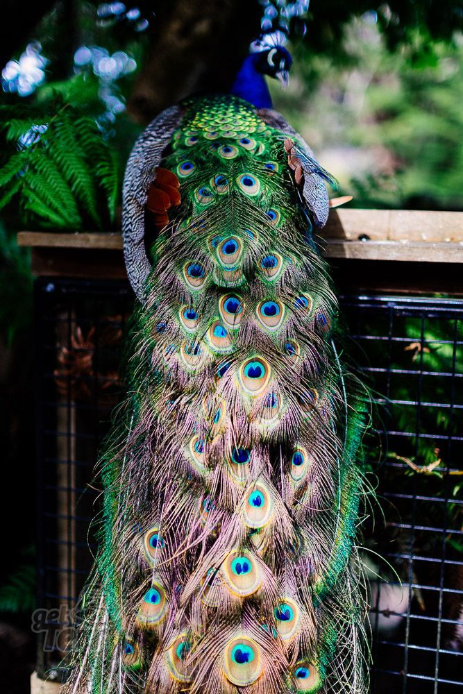 GetTerryNow's tweet image. Eye Spy

#peacock #bird