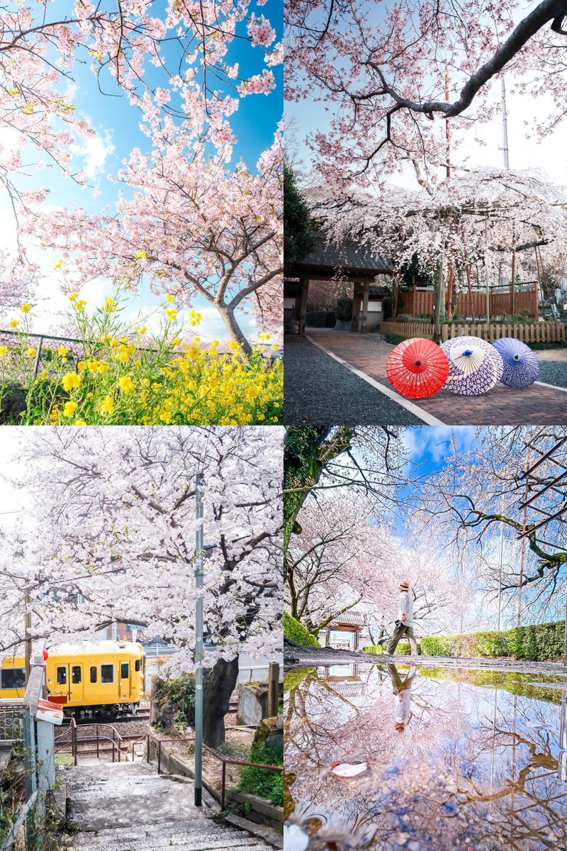 今年見た桜も最高でした
#季節ほのめく芸術春祭2024 #fujifilm