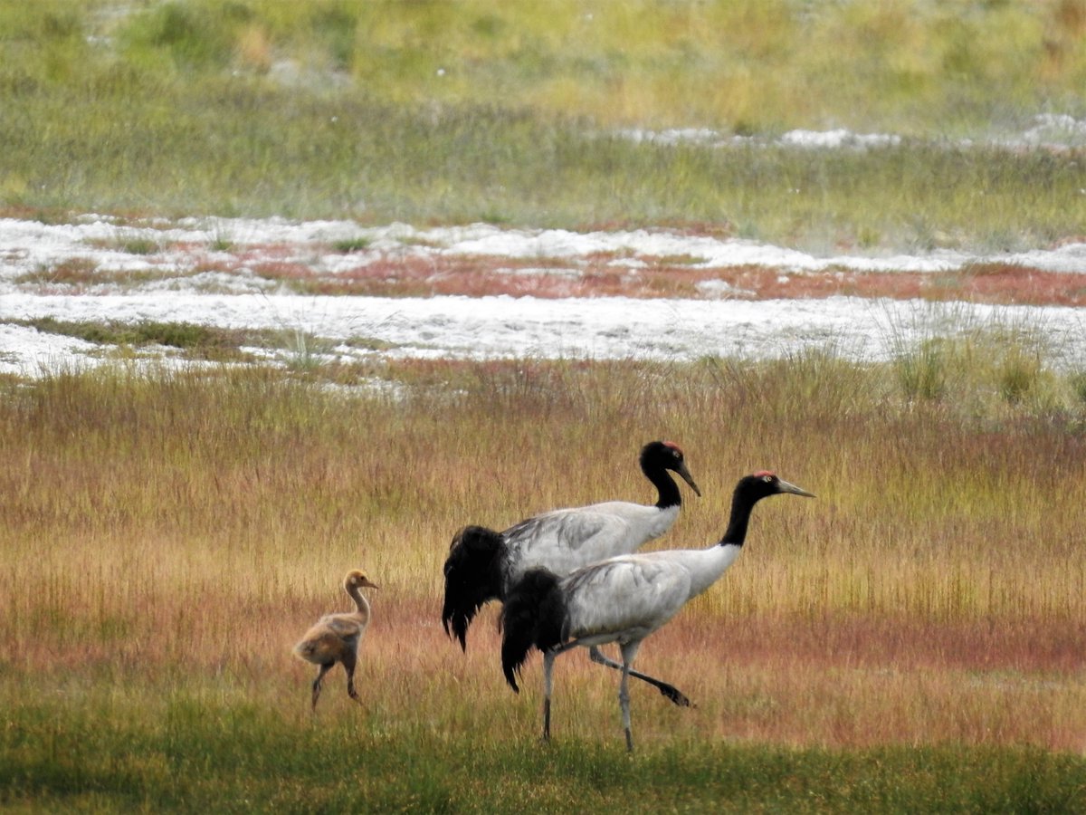 I am the only alpine crane species, found in high-altitude Himalayas & trans-Himalayas🏔️. In #Ladakh , local communities revere me as a sign of good luck, and feature me in #Thangka paintings. Who am I? a. Siberian crane b. Hooded crane c. Black-necked crane d. Demoiselle crane