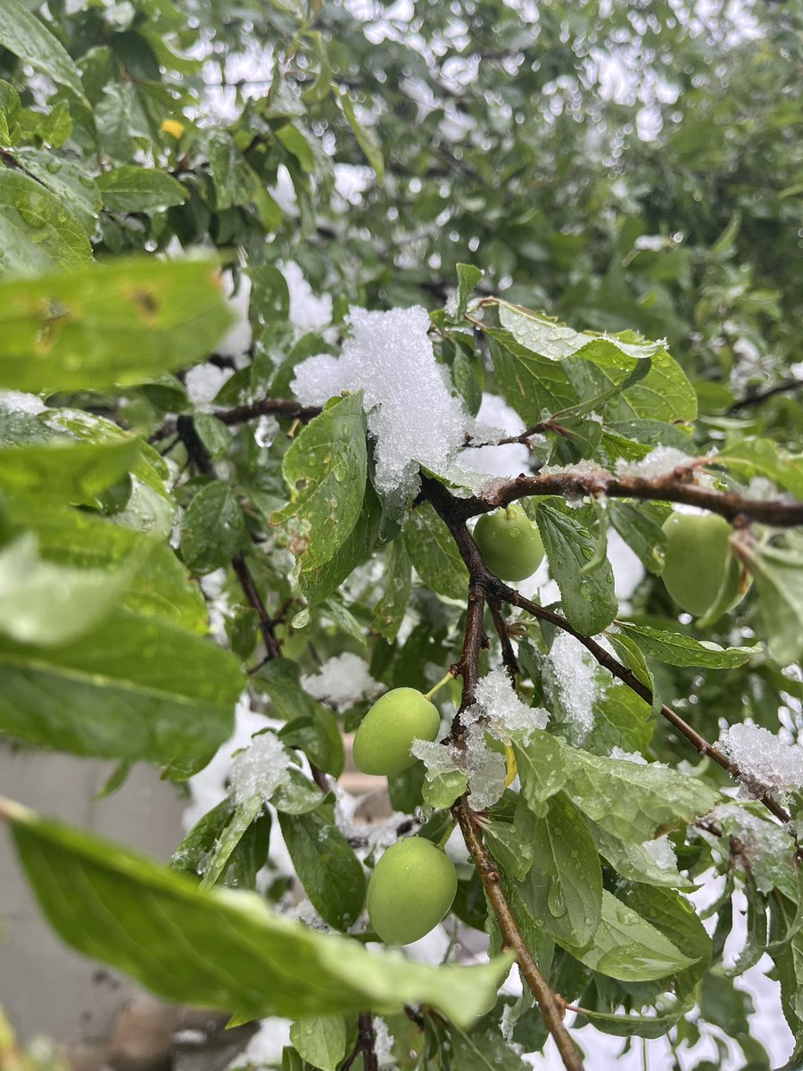 SliskovicGoran's tweet photo. Iz ljetnih vrucina u pravu zimu ❄️☃️❄️☃️ https://t.co/kJGA2kGa8j
