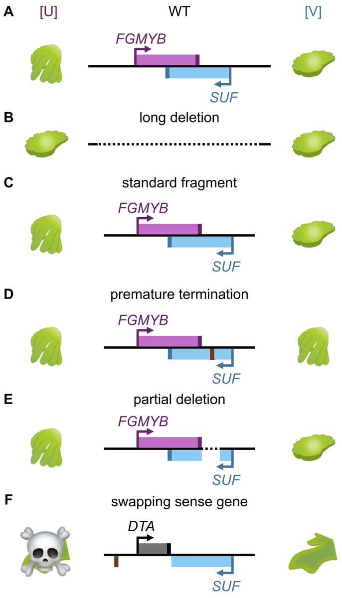 📗From PCP Latest Issue (65-3): Commentary Making Sense of Antisense Transcriptional Control during Sexual Differentiation of the Liverwort, Marchantia polymorpha doi.org/10.1093/pcp/pc… By Tetsuya Hisanaga💐 Commentary to: doi.org/10.1093/pcp/pc…