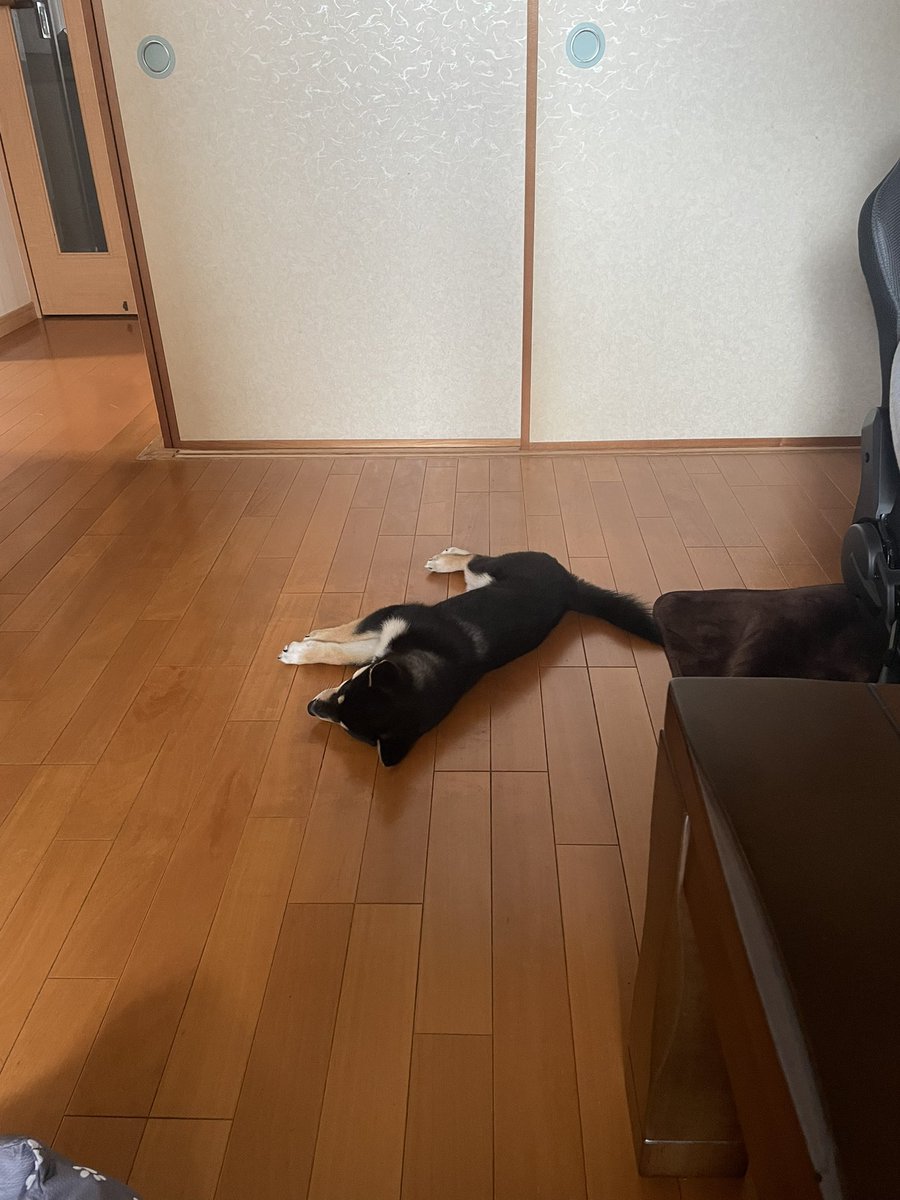 KkfShota's tweet photo. 散歩で疲れて就寝 https://t.co/Att8TSLpOb