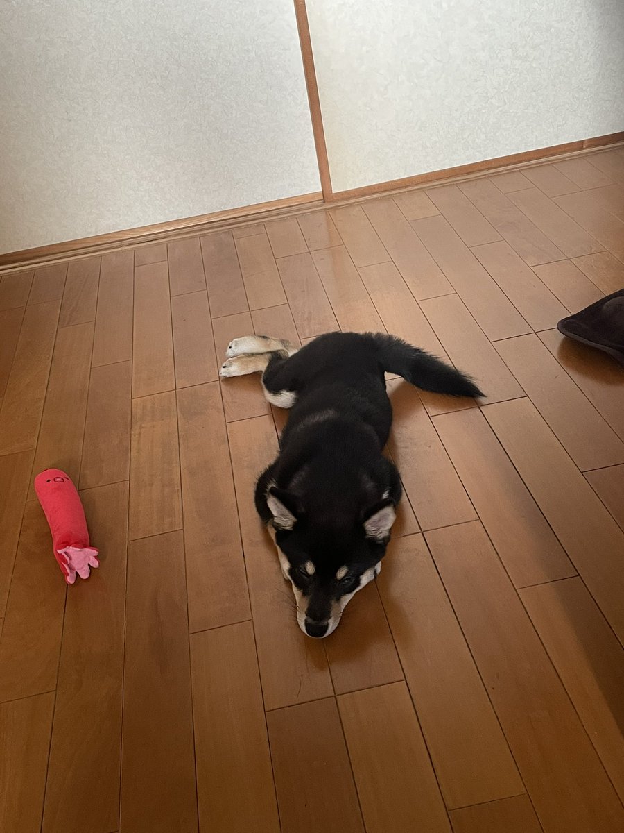 KkfShota's tweet photo. 散歩で疲れて就寝 https://t.co/Att8TSLpOb