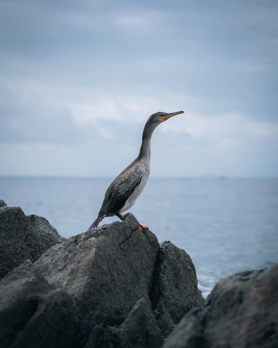 Mireu quina espectacular sessió fotogràfica li va fer @alb_frames a aquest preciós corb marí 🤩 Bon divendres! 💛 Look what a spectacular photo shoot @alb_frames did to this beautiful cormorant 🤩 Happy Friday! 💛 📸 (Ig) @alb_frames - Moltes gràcies! 💕 @catexperience