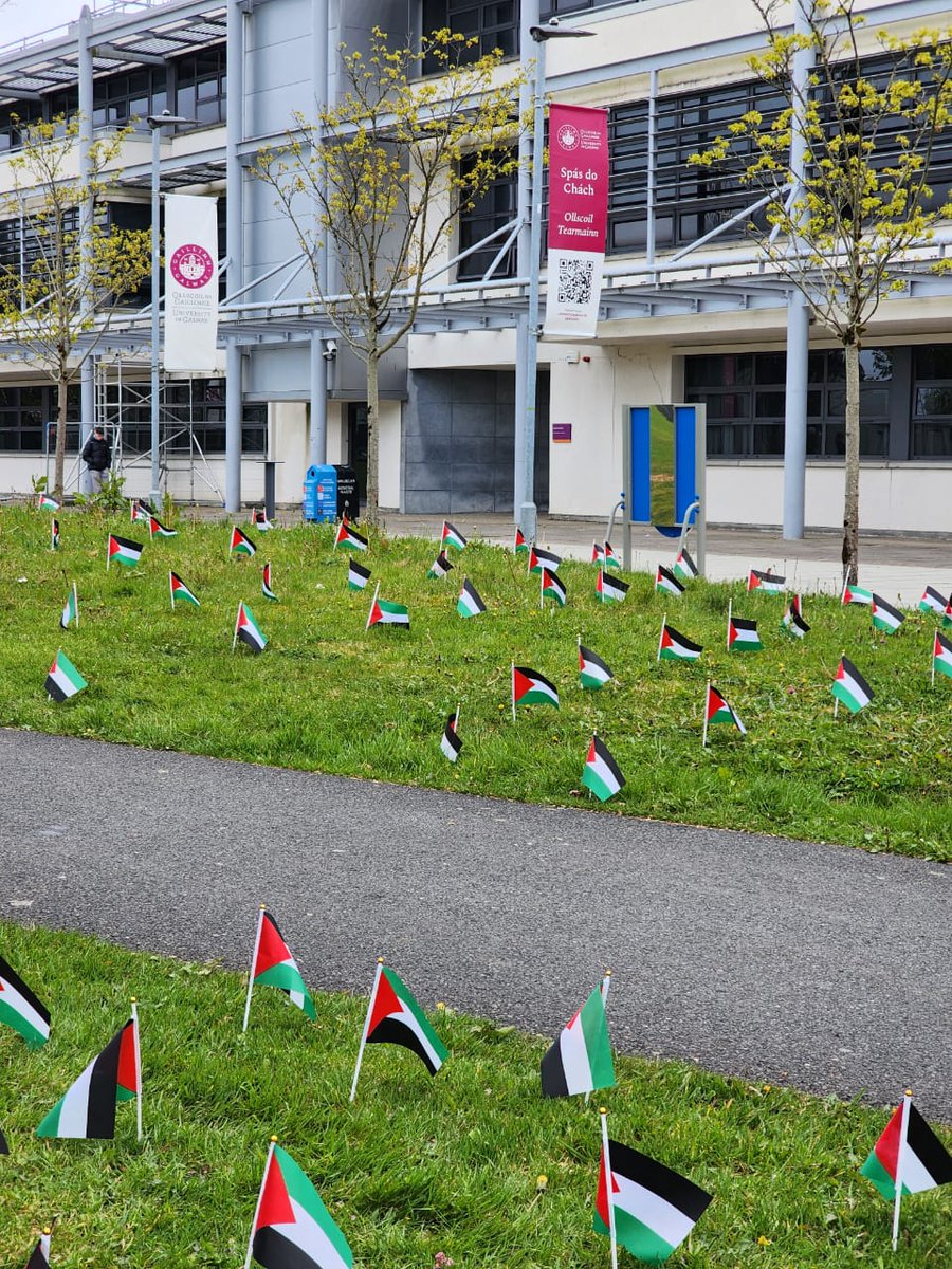 Staff and students arriving at @uniofgalway this morning found #Palestinian flags around the campus. An initiative by @nuigpss to raise awareness. The University has pledged to review its relationship with Israeli institutions in response to the on-going #GazaGenocide