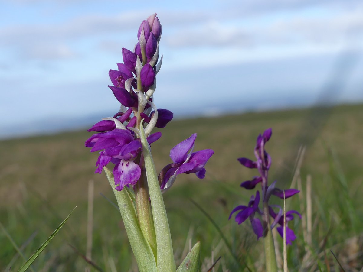 Very pleased and unexpected to find over 150 Early Purple Orchids already flowering on Cleeve Common Gloucestershire , inc new areas for me , some special ones on there way @CleeveCommon @ukorchids @FloraConsUK