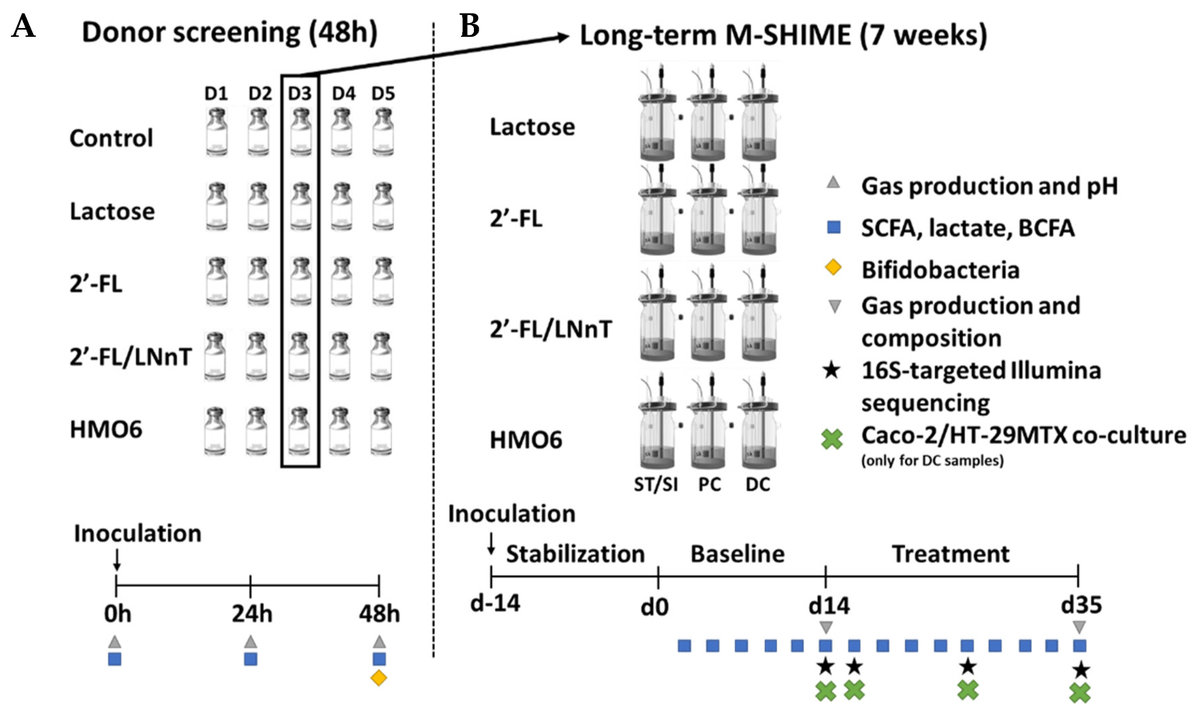🥰Welcome to the Editor's Choice article "Human #Milk Oligosaccharides and Lactose Differentially Affect Infant Gut Microbiota and Intestinal Barrier In Vitro" by Mr. Benoît Marsaux et al. <a href="/BMarsaux/">Benoît Marsaux</a> <a href="/balanceurbod/">balance ur bod</a> <a href="/lizmayessex/">Liz May 💙🍄🔴🦖💥🥃🦄🏋️‍♂️⛰🍯😏👑🐢🥣🦌🍓🔬⚔👻🍍</a> <a href="/ugentbiblio/">UGent Bibliography</a> <a href="/kursadturksen/">Kursad Turksen</a>
mdpi.com/2072-6643/14/1…