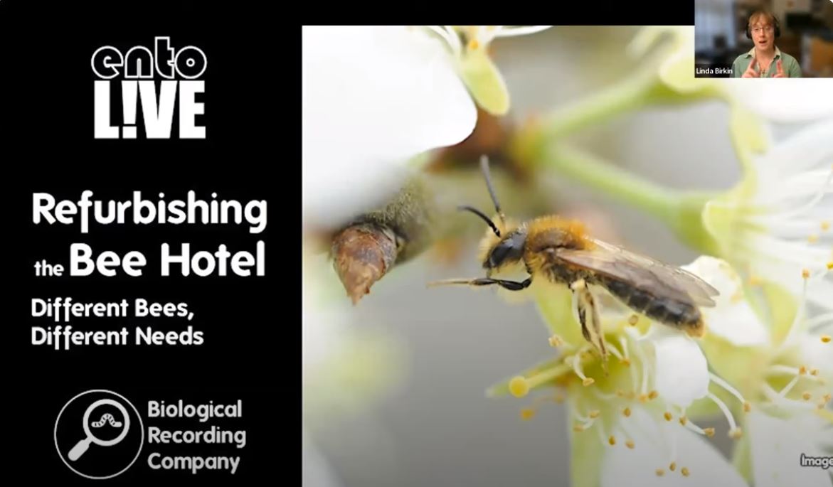 Who attended our first 2024 #entolive 'Refurbishing the Bee Hotel: Different Bees, different needs' last week?! If you missed it, you can find the recording on our website! AND book onto our next EntoLive: thebuzzclub.uk/events @KeironDBrown @DaveGoulson @yanetsepulveda