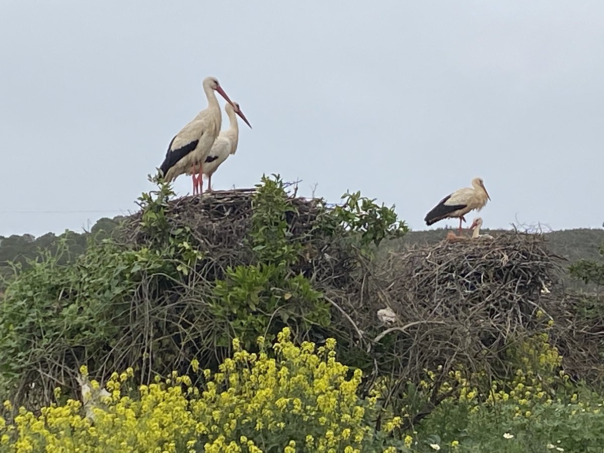 White Storks nesting in a village in Faro, Portugal. Most of their food from the ground, among low vegetation & from shallow water & eats insects, fish, amphibians, reptiles, small mammals, small birds, if those not available they would eat rubbish for survival. #whitestorks