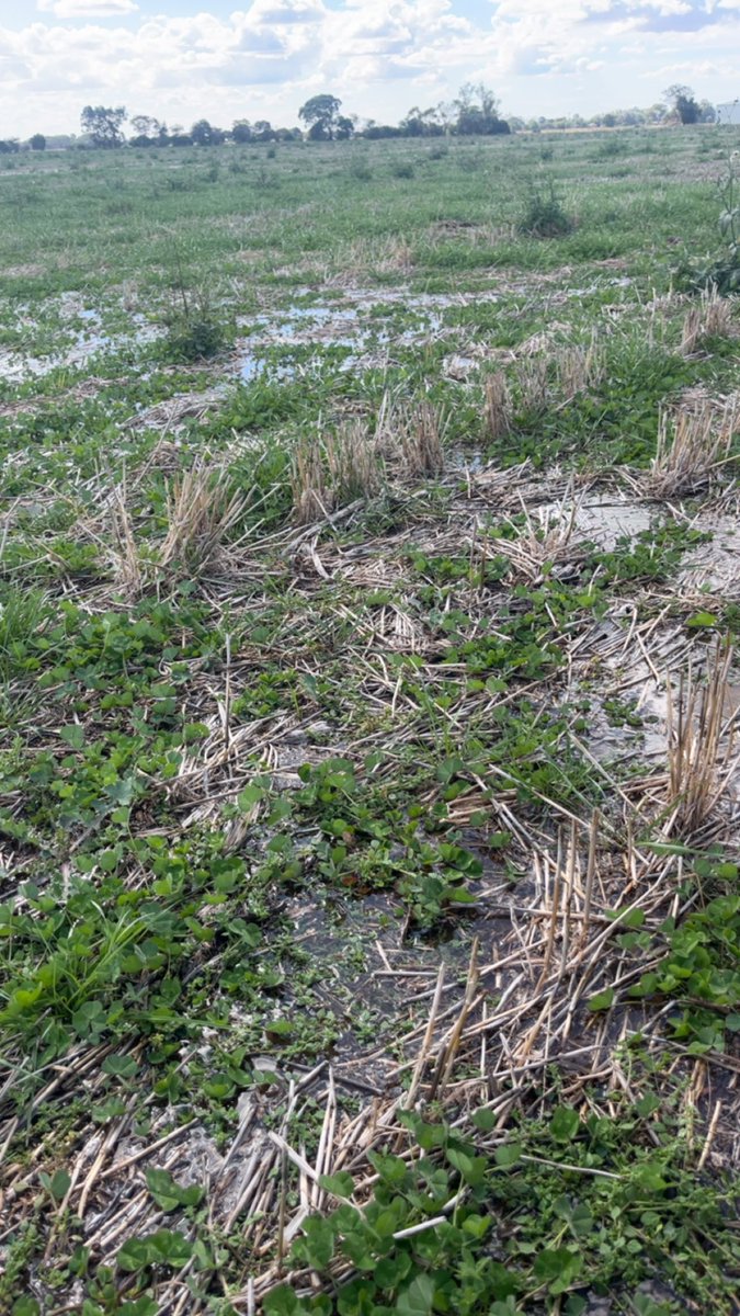 Start of March irrigation got crops up and going, add  37mm rain 2 weeks later to fill in the gaps. Great illustration of the value of irrigation.  Clover struggling a bit so getting a bit more water.  The rest will be done next week!  No sign of slugs! Why??