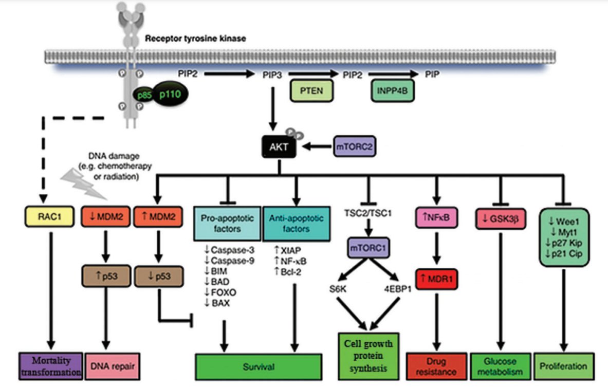 🤩NEW content online: Rational #drug design from phosphatidylinositol 3-kinase-α inhibitors through molecular docking and 3D-QSAR methodologies for #cancer #immunotherapy By Kevin Tochukwu Dibia et al. DOI: doi.org/10.36922/itps.…