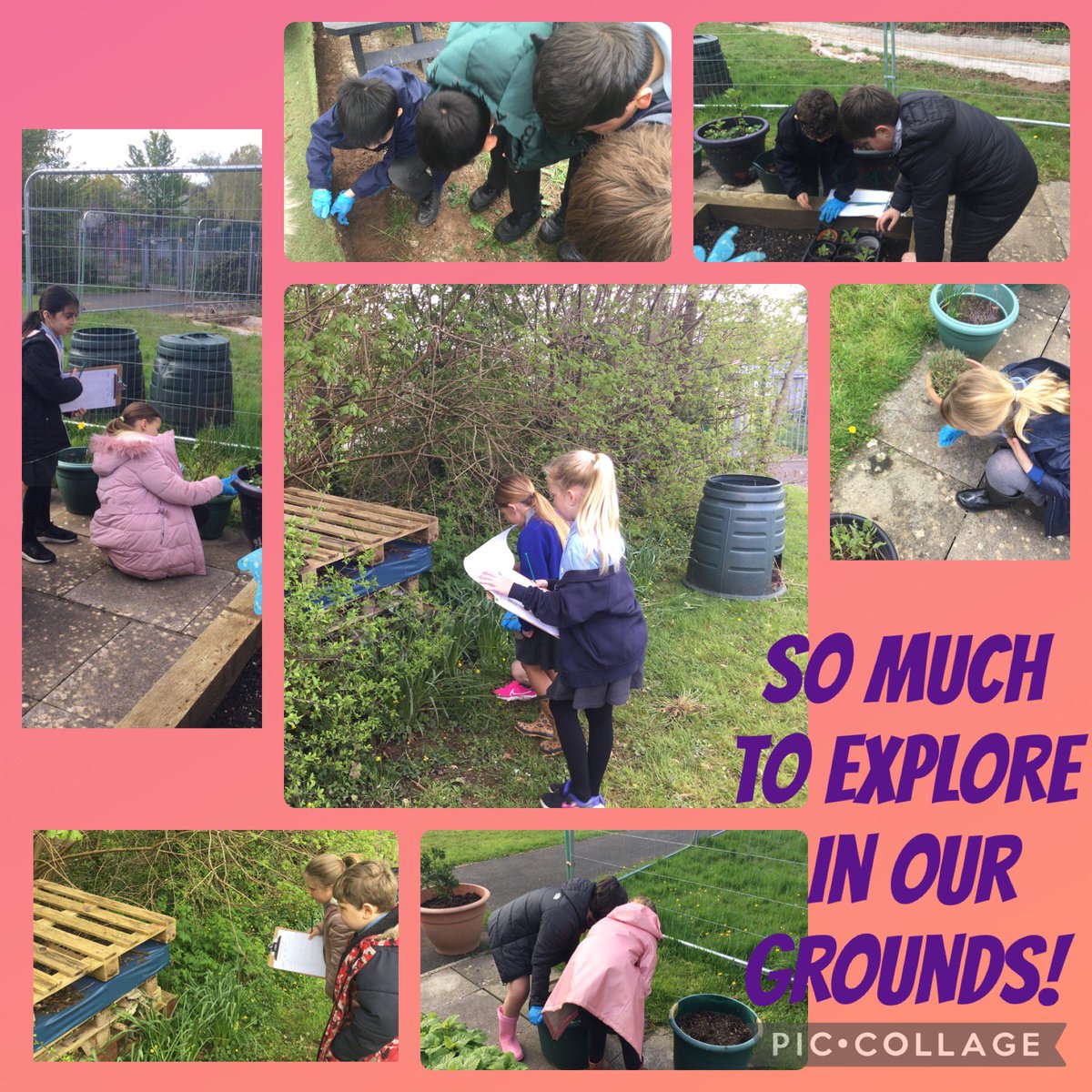 Class 4M are having so much fun this morning for our new topic Entry Point, starting with our own grounds! 🐞🦟🕷🦗🐛