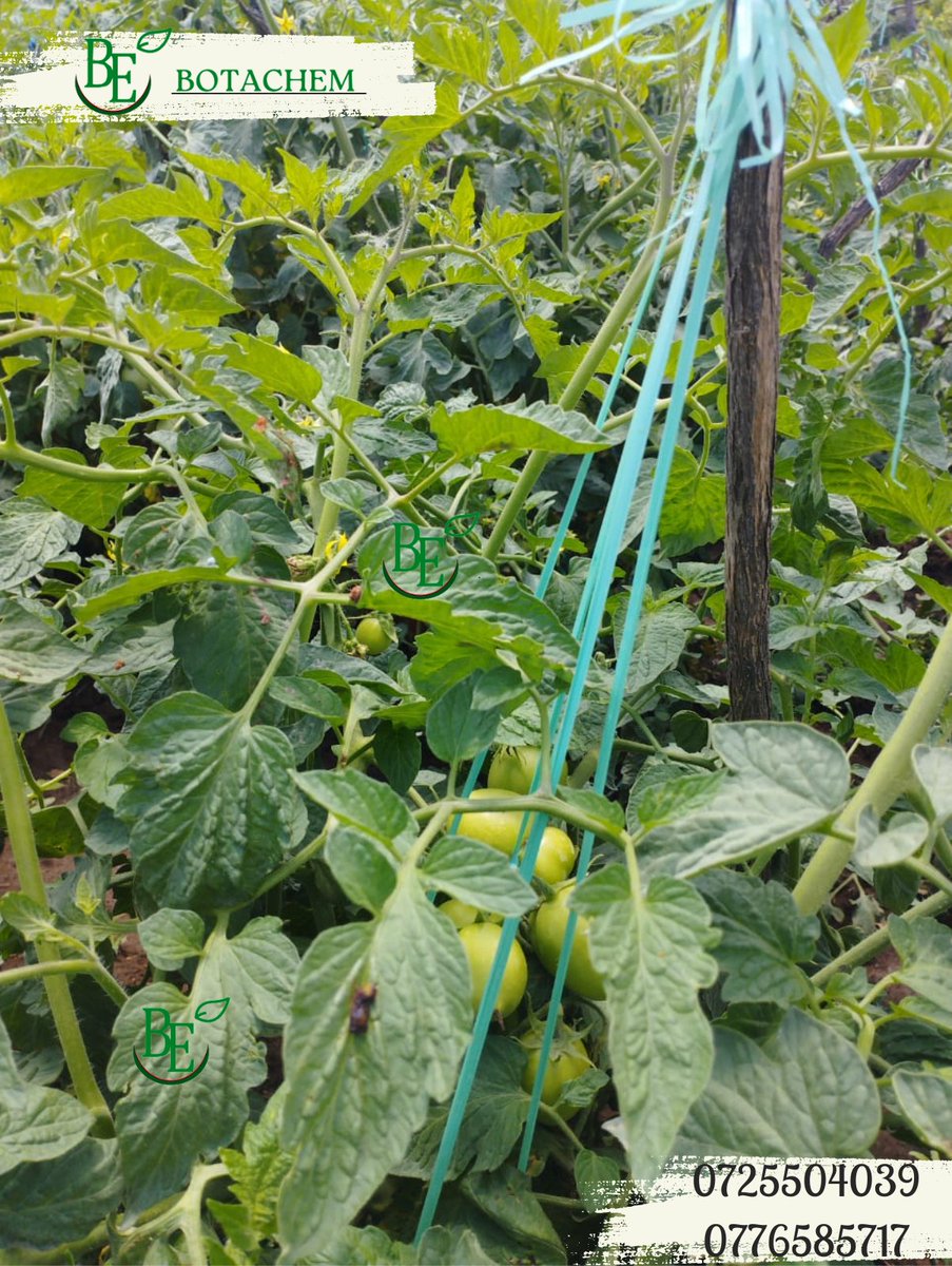 botachem_ltd's tweet photo. Hello farm friends,  #limanabotachem #learnwithbotachem #farming #farmlife #agriculture #agriculturelife https://t.co/F1p5UTMIa3