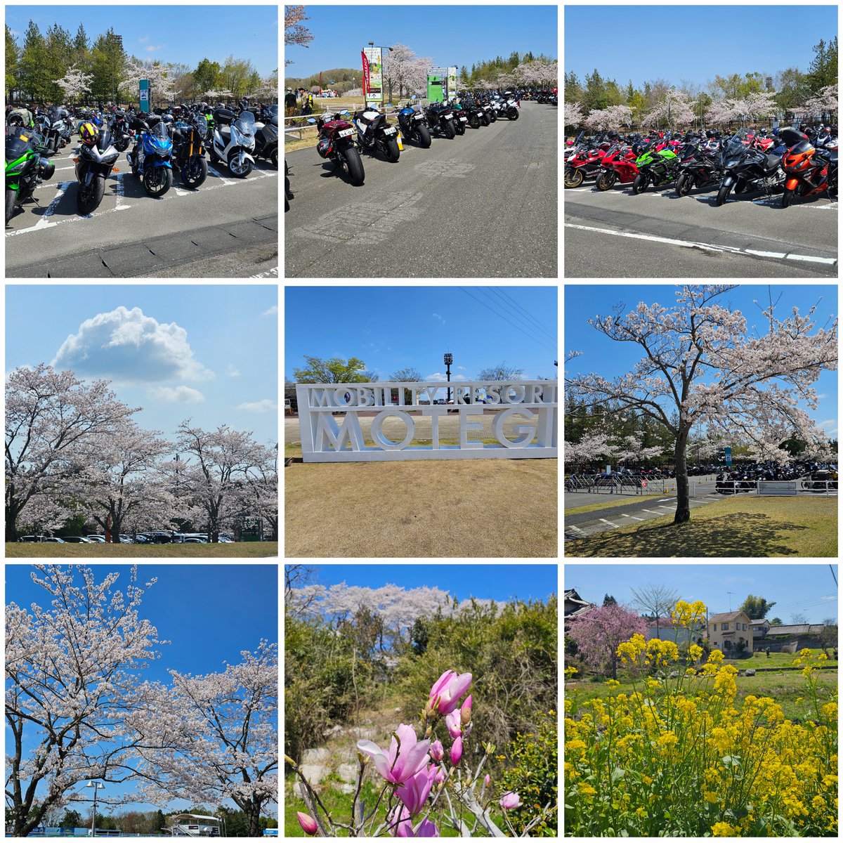 20240413(土)－14(日)
全日本ロードレース選手権　第2戦　スーパーバイクレースinもてぎを見に行って来ました😀
2日間ともよく晴れてレース日和でした
モビリティリゾートもてぎはこの時期は桜🌸も咲いててとても綺麗ですね🌸

レースはJSB1000のYAMAHA　FACTORY　RACING…