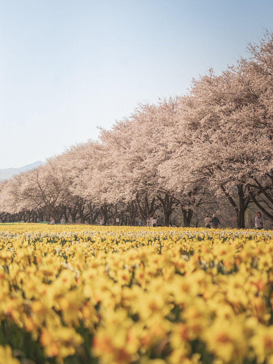 issy2300's tweet photo. 桜と水仙が織りなす春が好き。
#a7iv #sony #tamron70180 #桜 #春 #写真好きな人と繋がりたい  #カメラ好きな人と繋がりたい #ファインダー越しの私の世界 #キリトリセカイ #tokyocameraclub https://t.co/AIz4hh4rg5