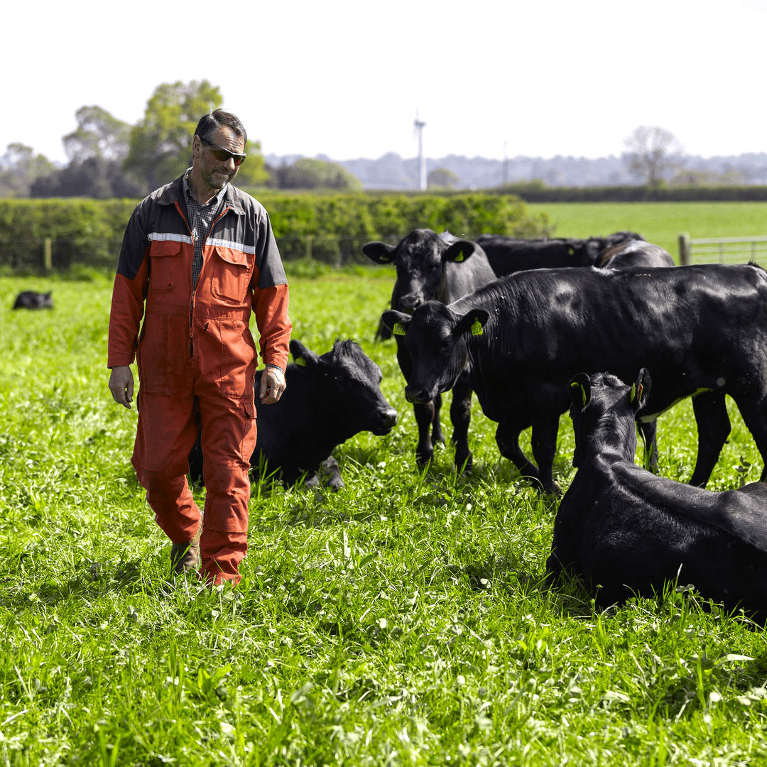 Last year, we visited Shropshire farmer Julian Bowers to see how multi-species are driving beef production by offering a homegrown, sustainable feed supply. Learn how Julian achieved a 0.8kg daily liveweight gain: germinal.com/multi-species-… #sustainableagriculture #agriculture