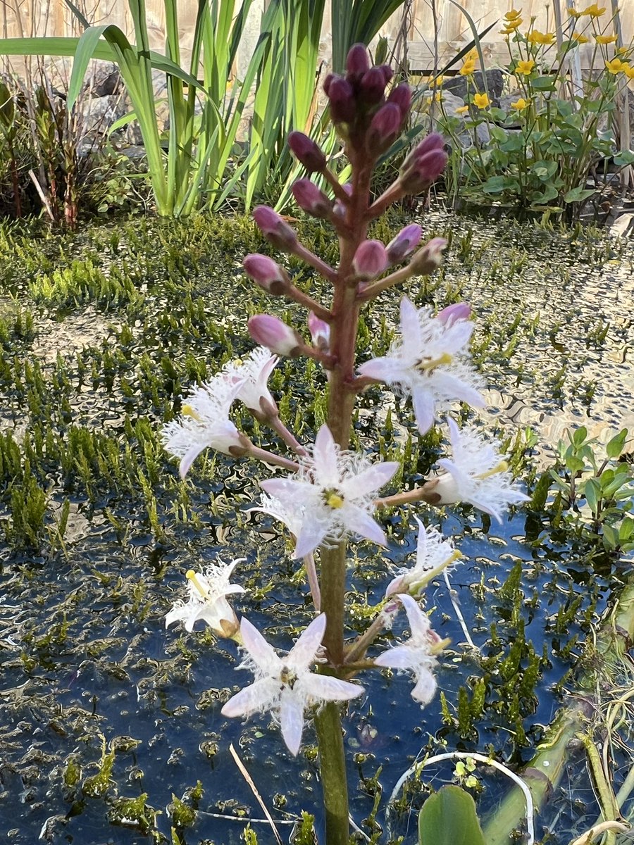 Bogbean in flower in my back garden pond which is looking quite well established after nine months