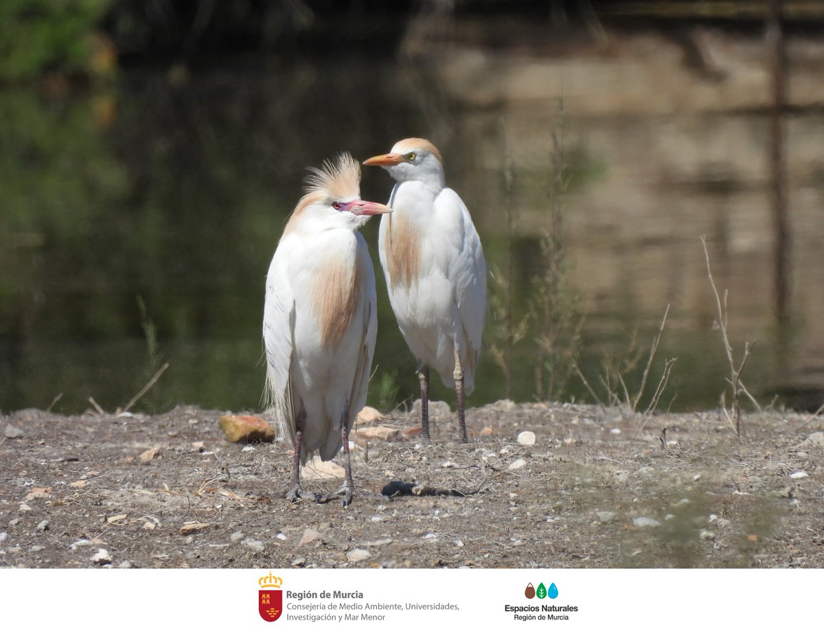 SalinasSPedroPR's tweet image. En la época nupcial la #GarcillaBueyera (𝘉𝘶𝘣𝘶𝘭𝘤𝘶𝘴 𝘪𝘣𝘪𝘴) luce colores ocres en su plumaje y rojos en su pico y patas 👀

Esta semana las hemos visto recolectar material en la charca del #CentrodeVisitantesLasSalinas para fabricar sus #Nidos en #SalinasSPedroPR

#Aves