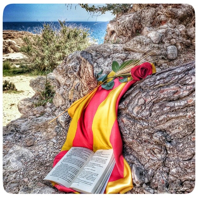 La rosa i el llibre són els símbols més representatius de la festivitat de #SantJordi. Aquests dos elements junts creen una atmosfera festiva i cultural única. Feliç #diadadeSantJordi! 📸👉©️ @GenisFigueres #AmetlladeMar #SantJordi24 #CatalunyaExperience