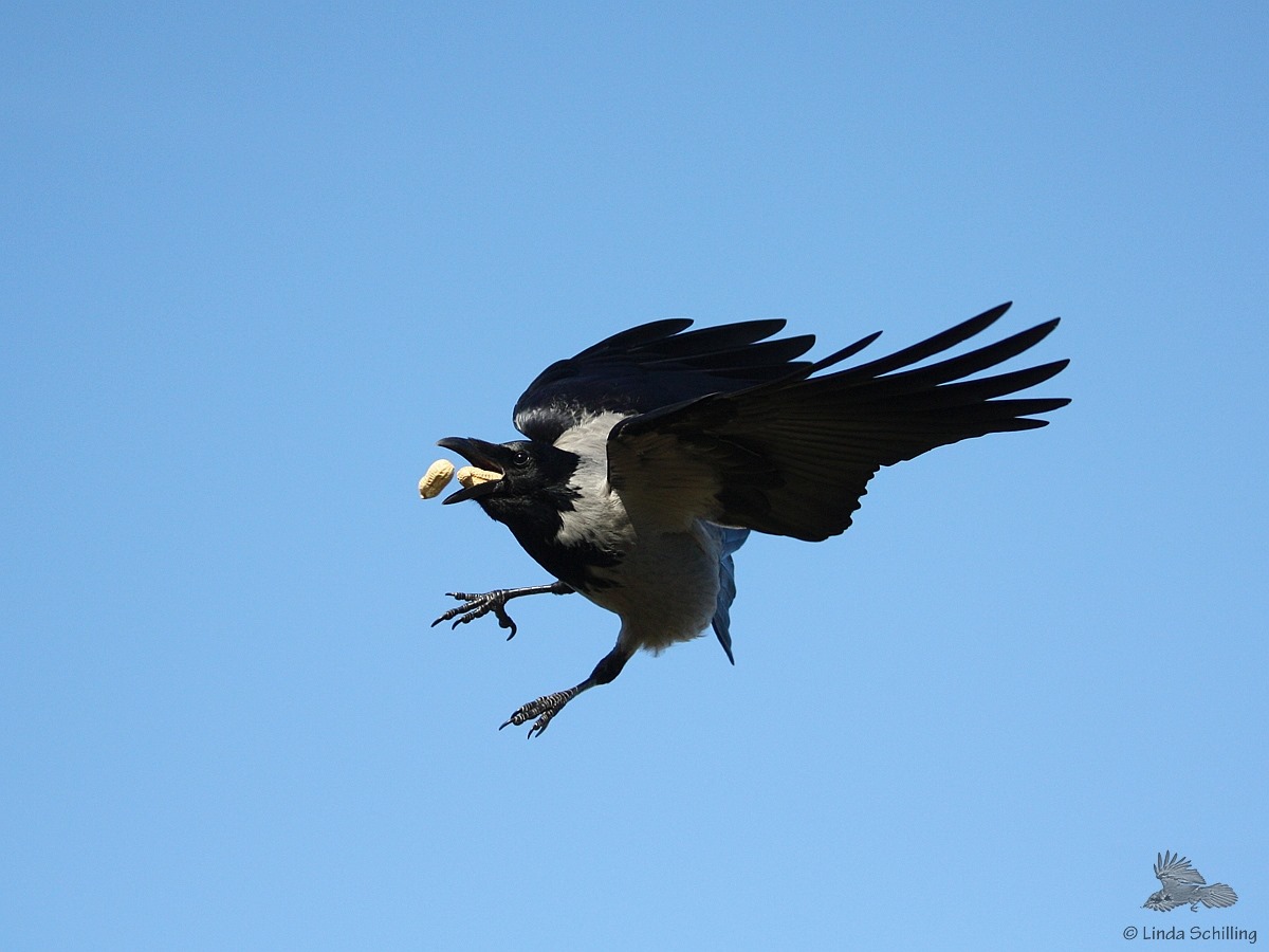 #Nebelkrähe #crow #corvidfriends #Krähe #THFbleibt #Artenvielfalt #Biodiversität #Stadtnatur Auf dem #TempelhoferFeld mit der Natur leben und nicht gegen sie.