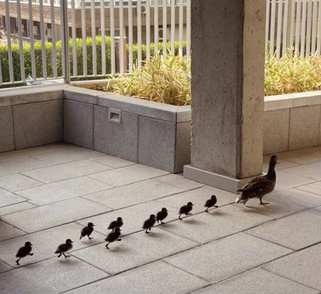 Llevan una semana paseándose una pata con sus patitos. El Ayto de <a href="/MADRID/">Ayuntamiento Madrid</a> y el Centro de Protección Animal municipal están avisados, y nada ¿Su respuesta? Que no son animales salvajes peligrosos y que si fueran serpientes vendrían de inmediato. Pero están en riesgo sin su hábitat