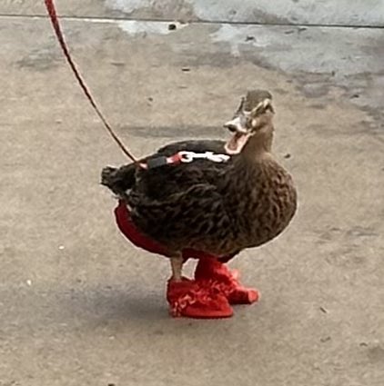 KathrynTrauger's tweet photo. I’ve never seen a duck on a leash . . . let alone with boots and a poop bag. . . all coordinating. Love my new home town! https://t.co/wwL0D5zVQC