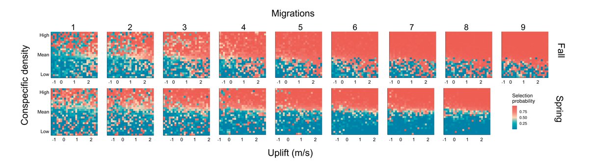 Juvenile white storks selected migratory routes that overlap with social hot-spots. As they aged the strength of that selection decreased and they shifted their migration timing away from the peak.